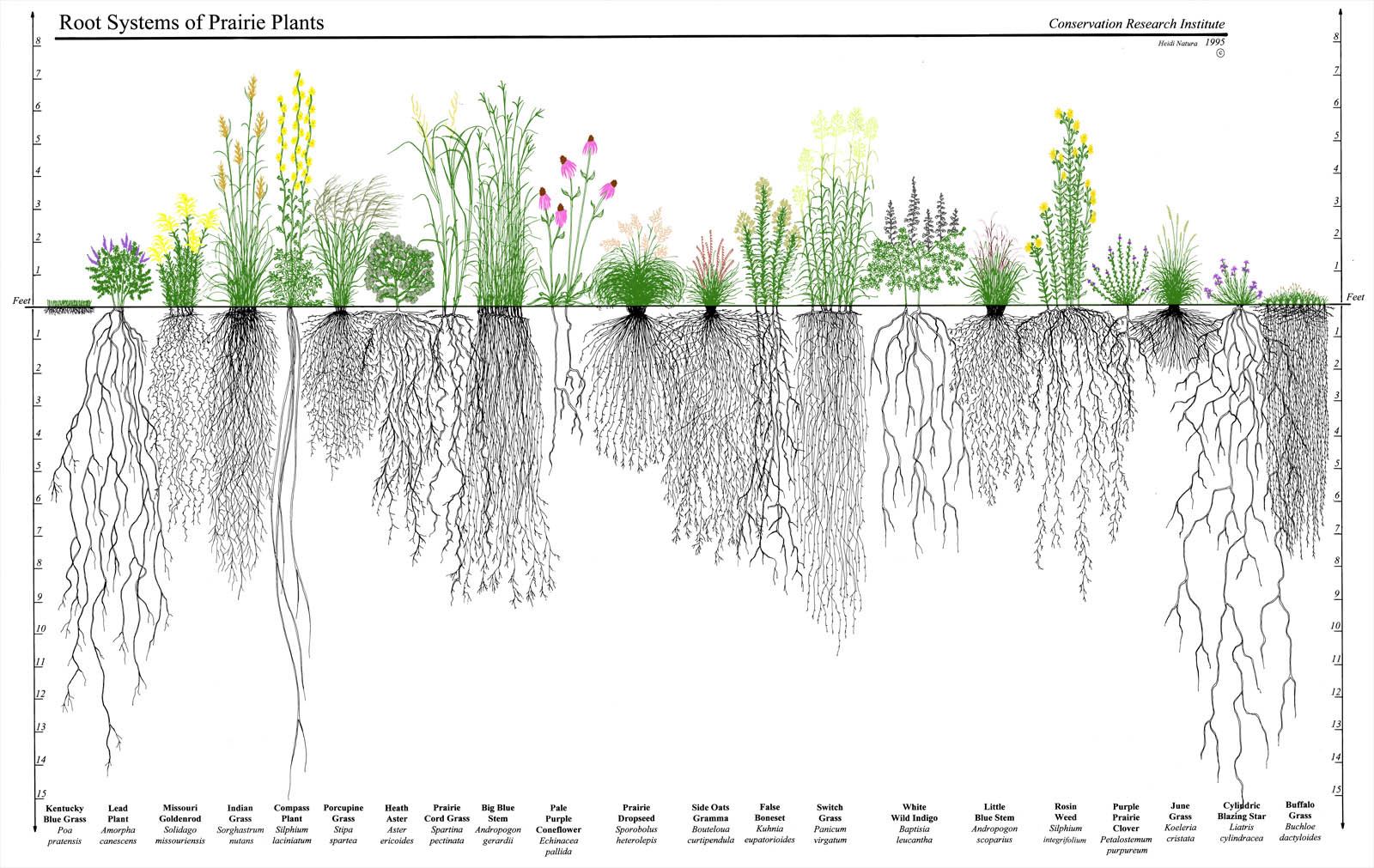 root profile of plants